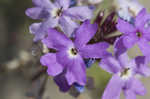 South American mock vervain